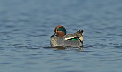 Wintertaling - balts