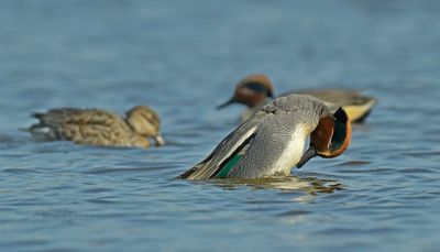 Wintertaling - balts