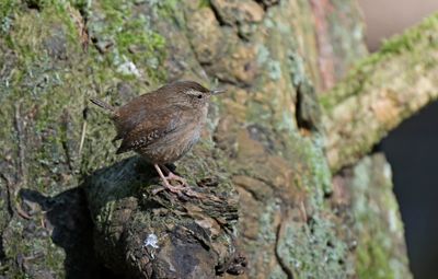 Winterkoning, klein vogeltje met een grote stem
