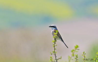 Zangvogels mezen mussen Gorzen