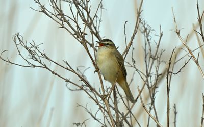 Zangvogels mezen mussen Gorzen