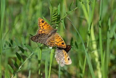 Vlinders-Butterflies Piet Brouwer