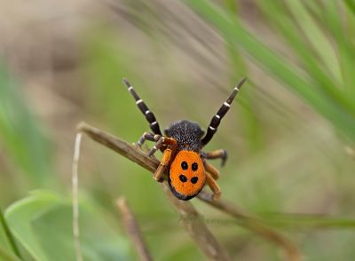 Vuurspin, Eresus kollari