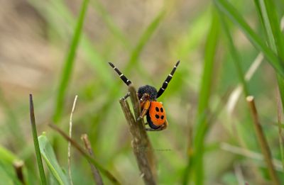 Insekten en spinnen Piet Brouwer