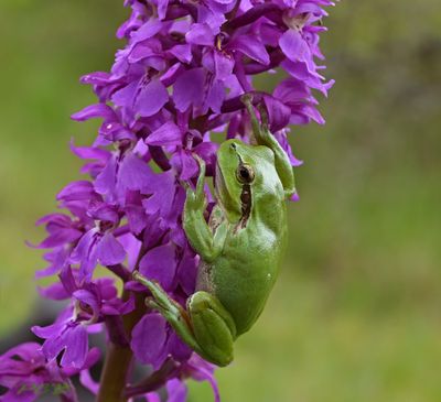 Gallery Orchis