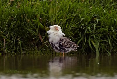 Witte kemphaan