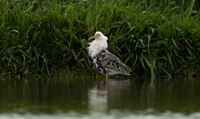 Witte kemphaan