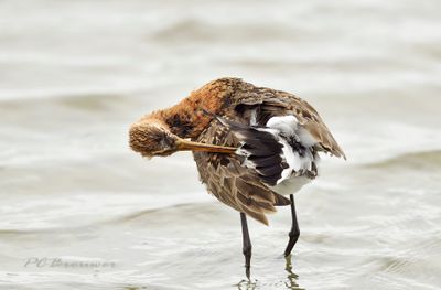 Steltlopers en weidevogels