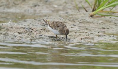 Temmincks strandloper
