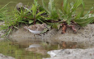 Steltlopers en weidevogels
