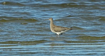 Steltlopers en weidevogels