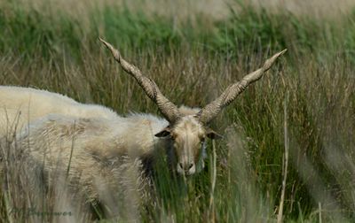 Warmbloedige dieren