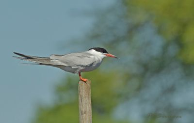 Het gevogelte des hemels