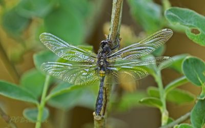 Dragonflies (Libellen) Piet Brouwer