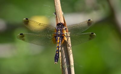 Dragonflies (Libellen) Piet Brouwer