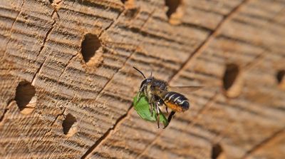 Tuinbladsnijderbij met uitgeknipt stuk blad