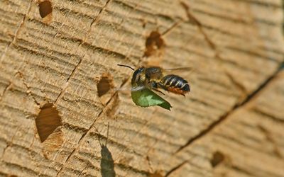 Insekten en spinnen Piet Brouwer