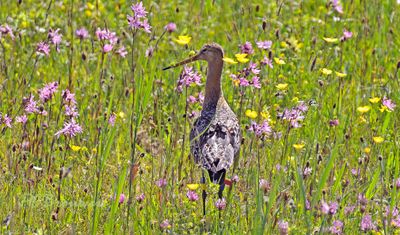 Steltlopers en weidevogels