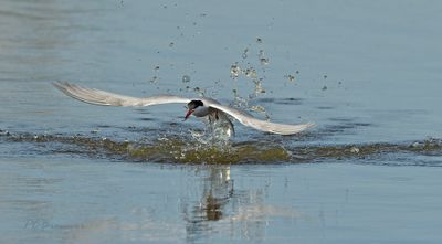Gallery Sterna hirundo - Visdief