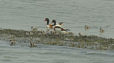 Eendvogels, Anseriformis, Anatidae