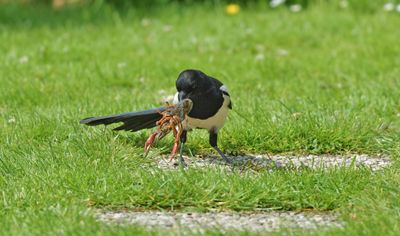 Ekster met rode rivierkreeft