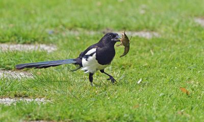 Zangvogels mezen mussen Gorzen