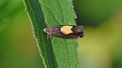 Vlinders-Butterflies Piet Brouwer