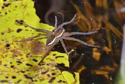Insekten en spinnen Piet Brouwer