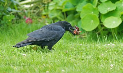 Zangvogels mezen mussen Gorzen