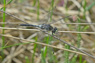 Dragonflies (Libellen) Piet Brouwer