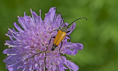 Insekten en spinnen Piet Brouwer