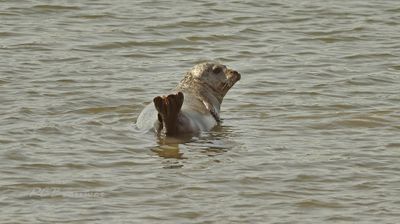Warmbloedige dieren