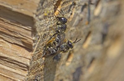 Insekten en spinnen Piet Brouwer