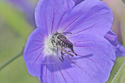 Insekten en spinnen Piet Brouwer