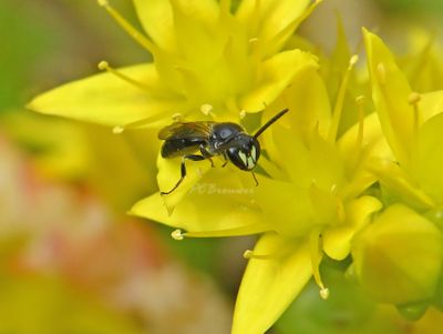 Insekten en spinnen Piet Brouwer