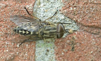 Insekten en spinnen Piet Brouwer