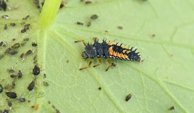 Insekten en spinnen Piet Brouwer