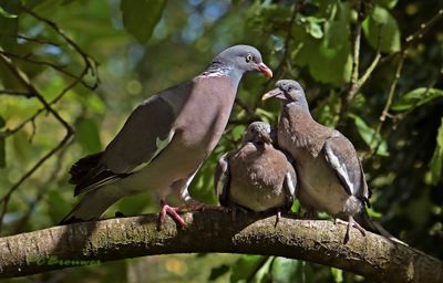 Houtduif met piepers