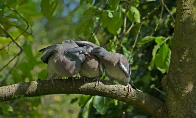 Het gevogelte des hemels
