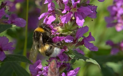 Veldhommel, Bombus lucorum