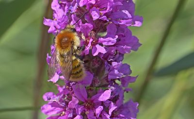 Moshommel, Bombus muscorum