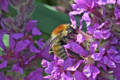 Moshommel, Bombus muscorum