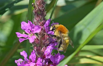 Moshommel, Bombus muscorum