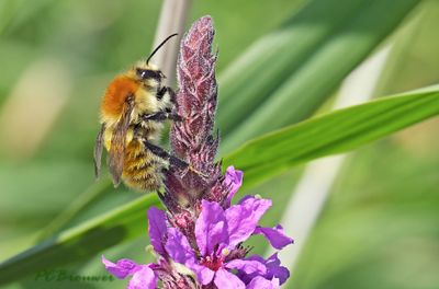 moshommel , Bombus muscorum