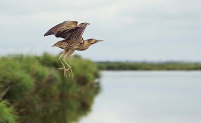 Het gevogelte des hemels