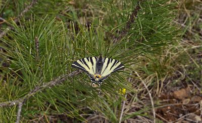 Vlinders-Butterflies Piet Brouwer