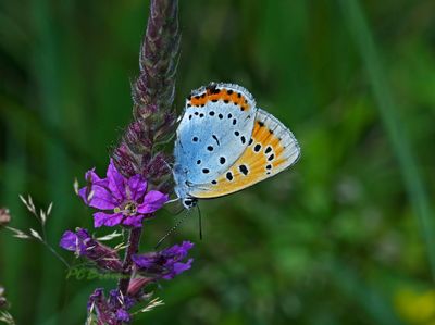 Grote vuurvlinder vrouw ssp. batava