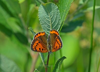 Vlinders-Butterflies Piet Brouwer
