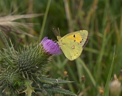 Vlinders-Butterflies  Piet Brouwer