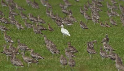 Steltlopers en weidevogels